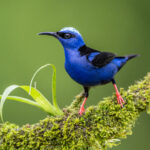 Portrait of an equally stunning Red-legged Honeycreeper (image by Oliver Krueger)