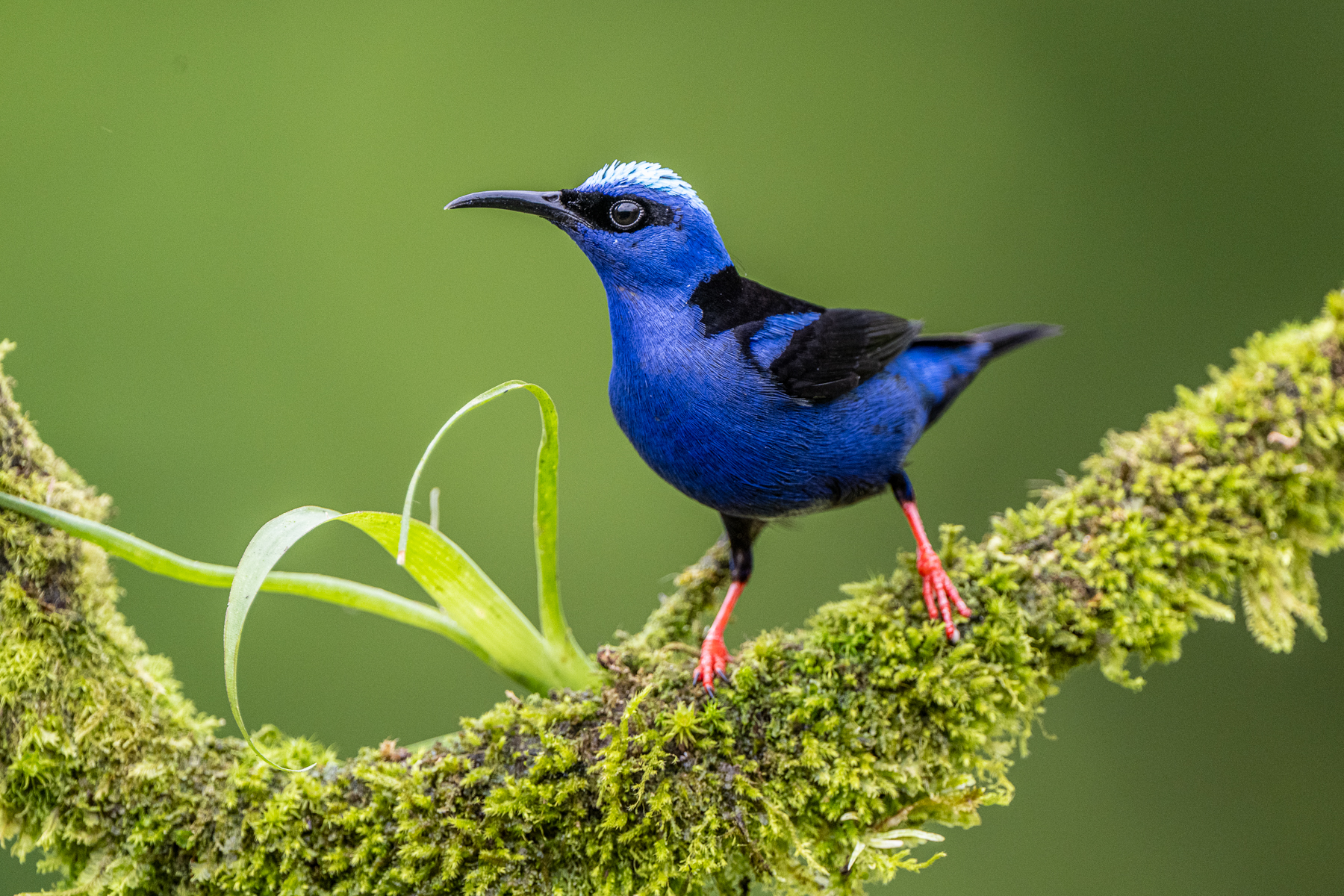Portrait of an equally stunning Red-legged Honeycreeper (image by Oliver Krueger)