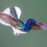As a threat display, White-necked Jacobins display their outer white tail feathers (image by Oliver Krueger)