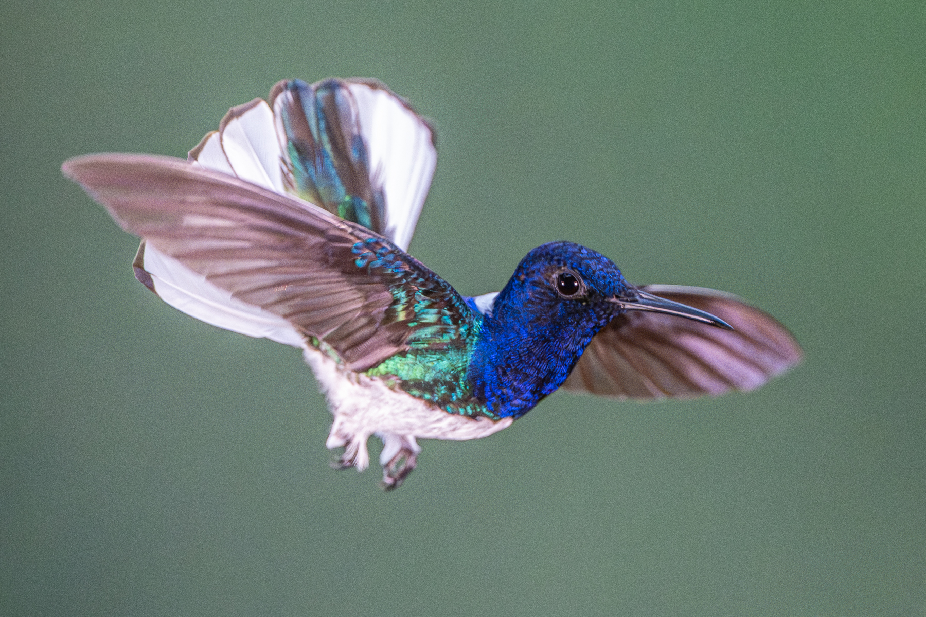 As a threat display, White-necked Jacobins display their outer white tail feathers (image by Oliver Krueger)