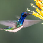 With shutter speeds around 1/125 sec, wing blur expresses the dynamics of White-necked Jacobin flight (image by Oliver Krueger)