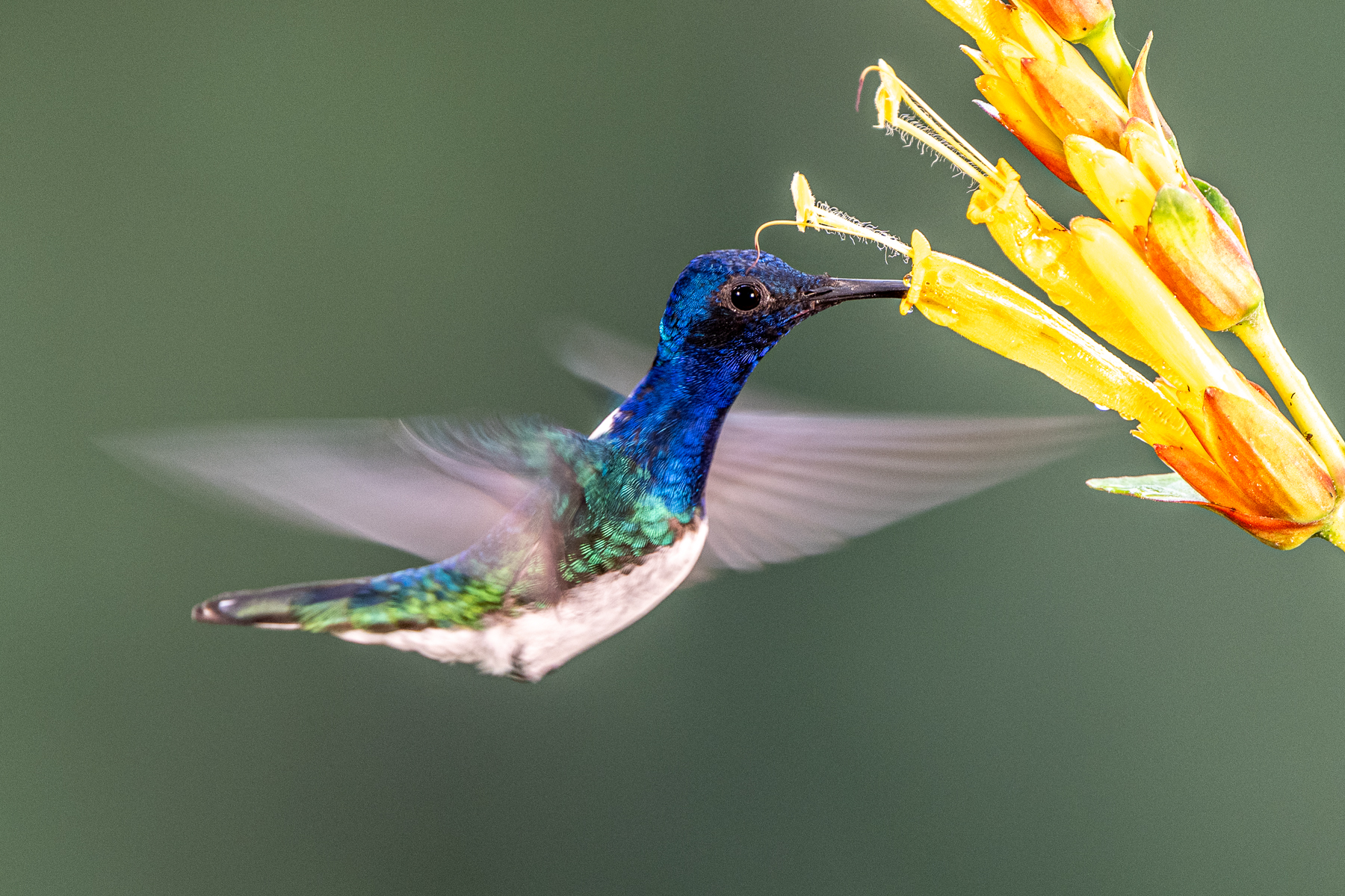 With shutter speeds around 1/125 sec, wing blur expresses the dynamics of White-necked Jacobin flight (image by Oliver Krueger)