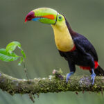 Keel-billed Toucans are both highly inquisitive and highly adorable (image by Oliver Krueger)