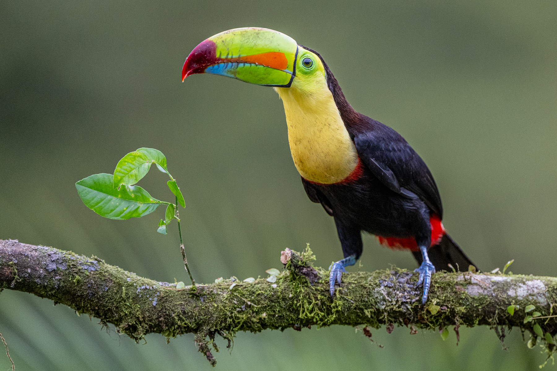 Keel-billed Toucans are both highly inquisitive and highly adorable (image by Oliver Krueger)