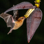 Photographing an Orange Nectar Bat at dark with the help of a multiflash system was a unique learning experience (image by Oliver Krueger)