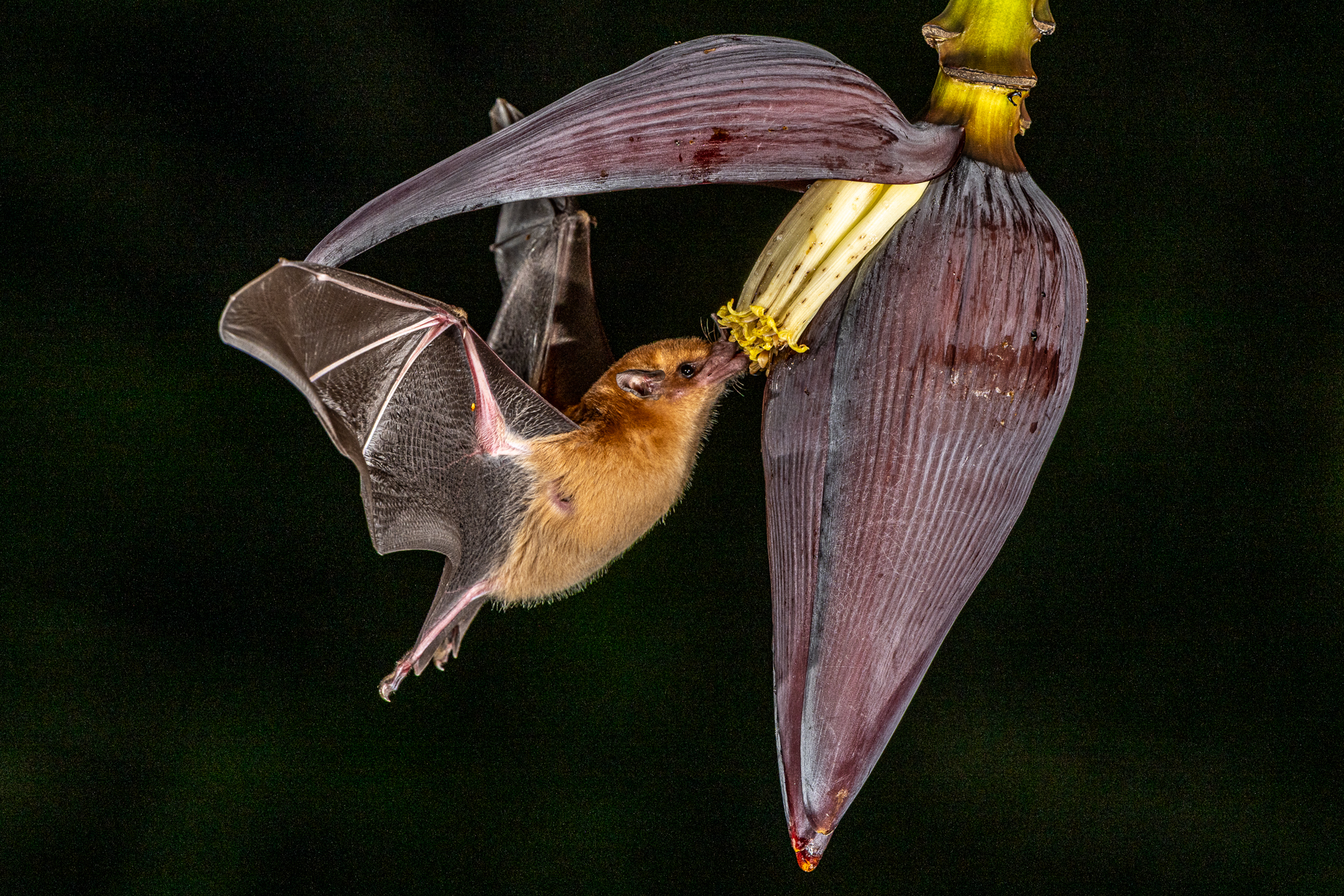 Photographing an Orange Nectar Bat at dark with the help of a multiflash system was a unique learning experience (image by Oliver Krueger)