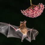 Brown Long-tongued Bats have amongst the highest metabolic rate of any mammal, they need a lot of sugar (image by Oliver Krueger)