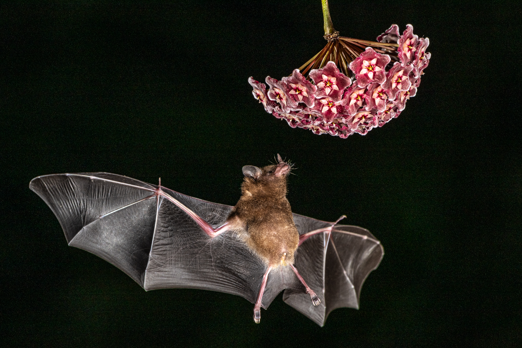 Brown Long-tongued Bats have amongst the highest metabolic rate of any mammal, they need a lot of sugar (image by Oliver Krueger)