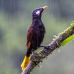 The frequent rain proved an opportunity for bird portraits at slow shutter speeds of around 1/60 sec (image by Oliver Krueger)