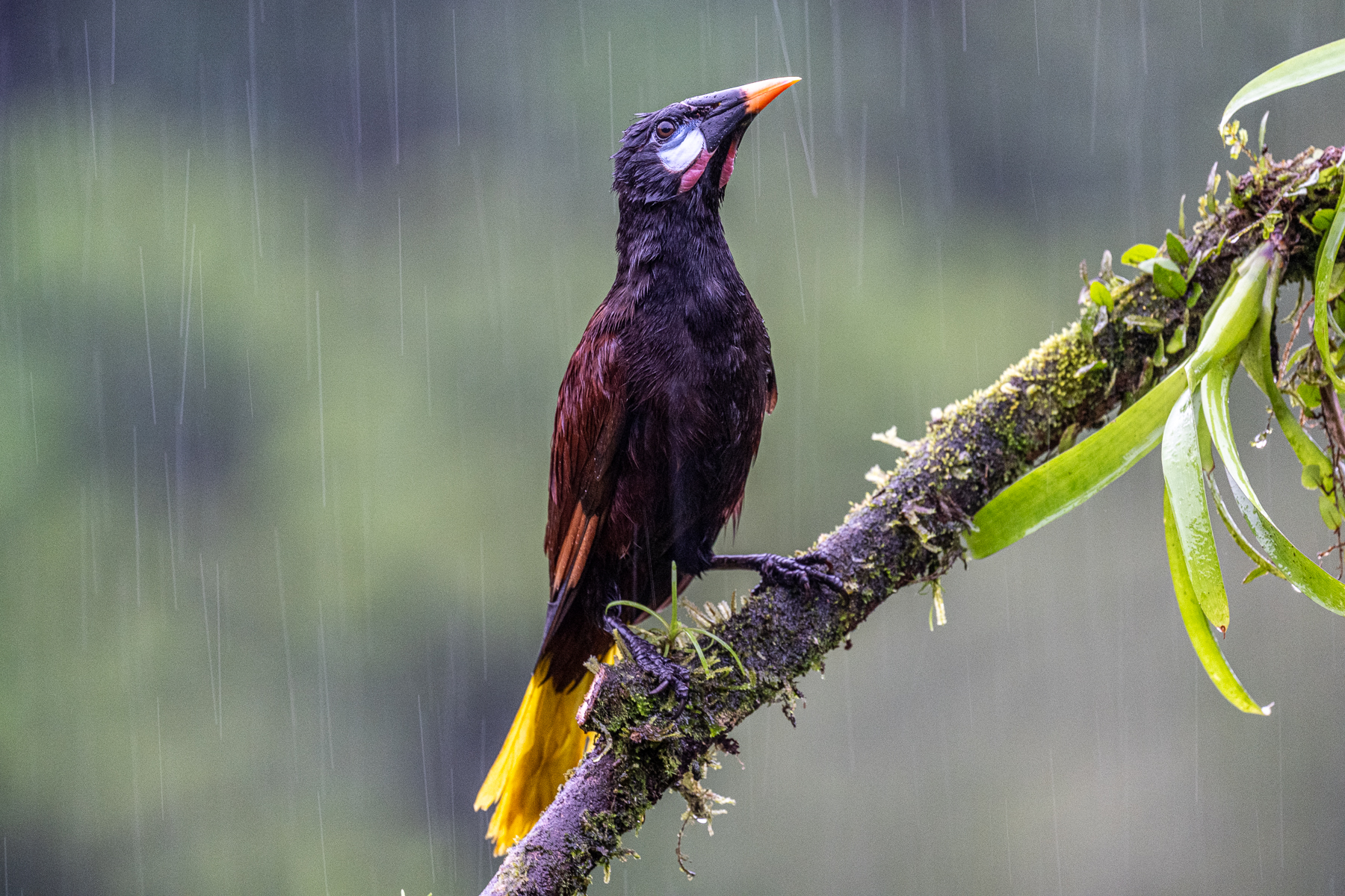 The frequent rain proved an opportunity for bird portraits at slow shutter speeds of around 1/60 sec (image by Oliver Krueger)