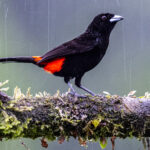Who cares about the rain if you're a beautiful, Scarlet-rumped Tanager (image by Oliver Krueger)