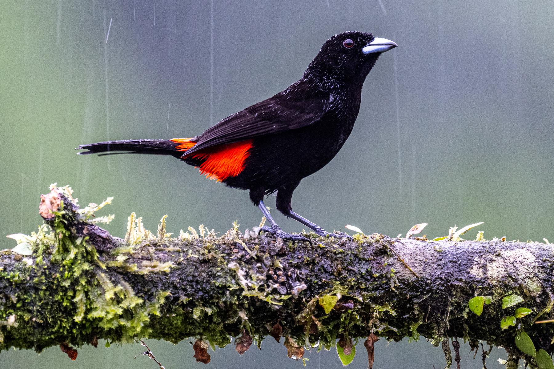 Who cares about the rain if you're a beautiful, Scarlet-rumped Tanager (image by Oliver Krueger)