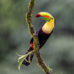 Keel-billed Toucan in the rain (image by Oliver Krueger)