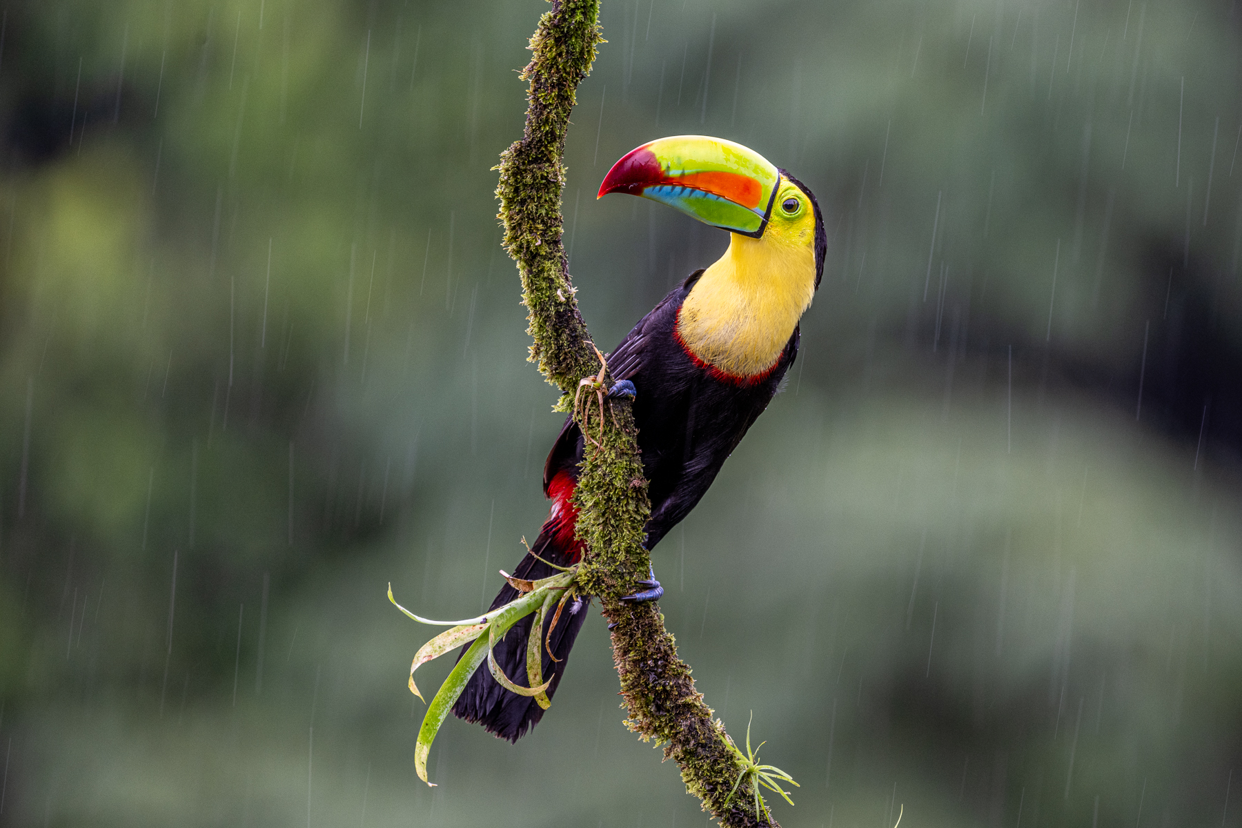 Keel-billed Toucan in the rain (image by Oliver Krueger)