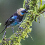 Golden-hooded Tanagers were a rare sight during the trip, but they are gorgeous (image by Oliver Krueger)