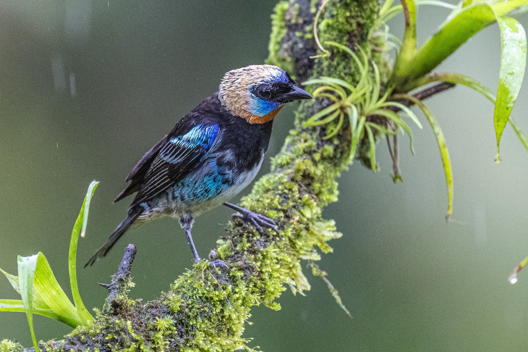 Golden-hooded Tanagers were a rare sight during the trip, but they are gorgeous (image by Oliver Krueger)