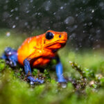Strawberry Poison Dart Frogs are strictly diurnal which makes them easier to spot, but at 25 mm length, they are tiny (image by Oliver Krueger)
