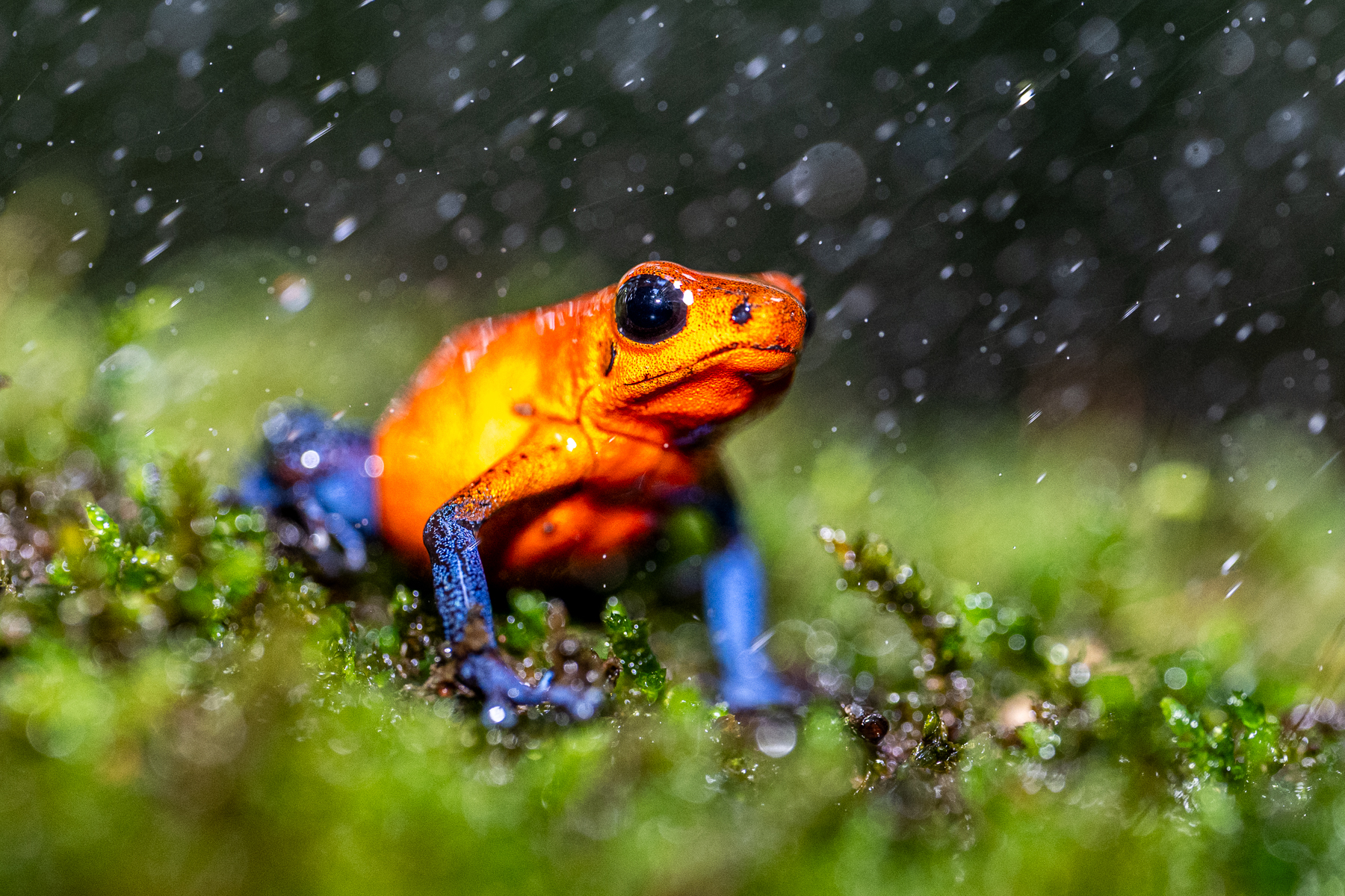 Strawberry Poison Dart Frogs are strictly diurnal which makes them easier to spot, but at 25 mm length, they are tiny (image by Oliver Krueger)