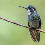 White-throated Mountain Gem male perching between chasing other hummingbirds (image by Oliver Krueger)
