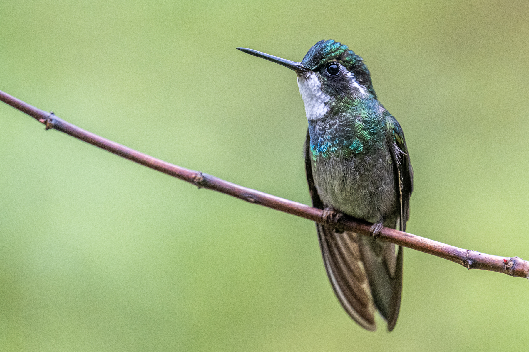 White-throated Mountain Gem male perching between chasing other hummingbirds (image by Oliver Krueger)