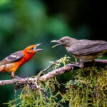 Dispute at the feeder between a Flame-coloured Tanager and a Clay-coloured Thrush (image by Oliver Krueger)