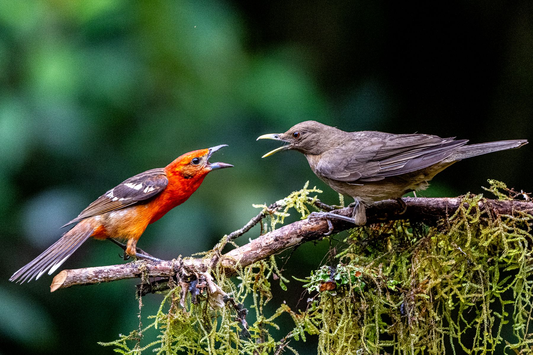 Dispute at the feeder between a Flame-coloured Tanager and a Clay-coloured Thrush (image by Oliver Krueger)