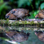 Spotted Wood Quails are normally very shy, not so much at Gema del Bosque lodge (image by Oliver Krueger)