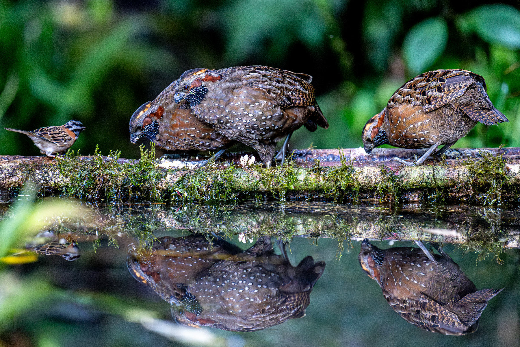 Spotted Wood Quails are normally very shy, not so much at Gema del Bosque lodge (image by Oliver Krueger)
