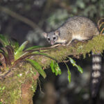Very rarely encountered in the wild, a Cacomistle, relative of the racoons and coatis (image by Oliver Krueger)
