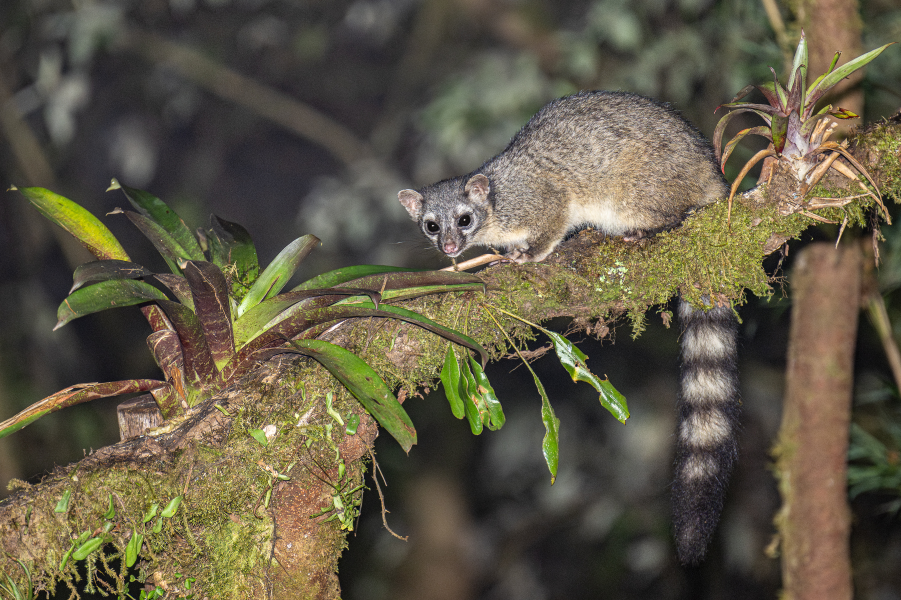 Very rarely encountered in the wild, a Cacomistle, relative of the racoons and coatis (image by Oliver Krueger)