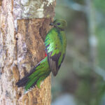 A Resplendent Quetzal female visiting the nest. The only visit we witnessed over two morning sessions (image by Oliver Krueger)