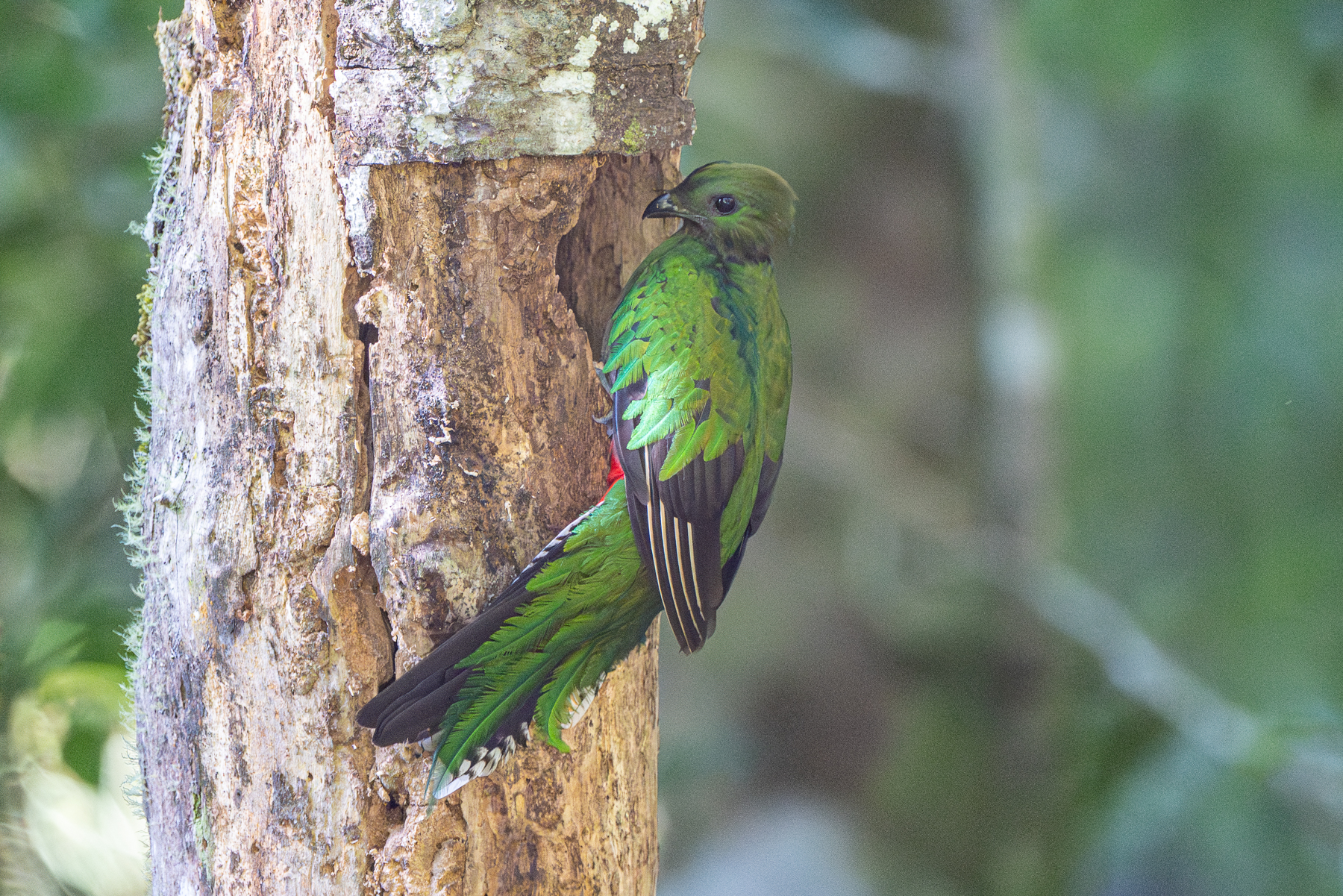 A Resplendent Quetzal female visiting the nest. The only visit we witnessed over two morning sessions (image by Oliver Krueger)