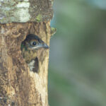 Parental care can pay off. This Resplendent Quetzal chick fledged the next day (image by Oliver Krueger)