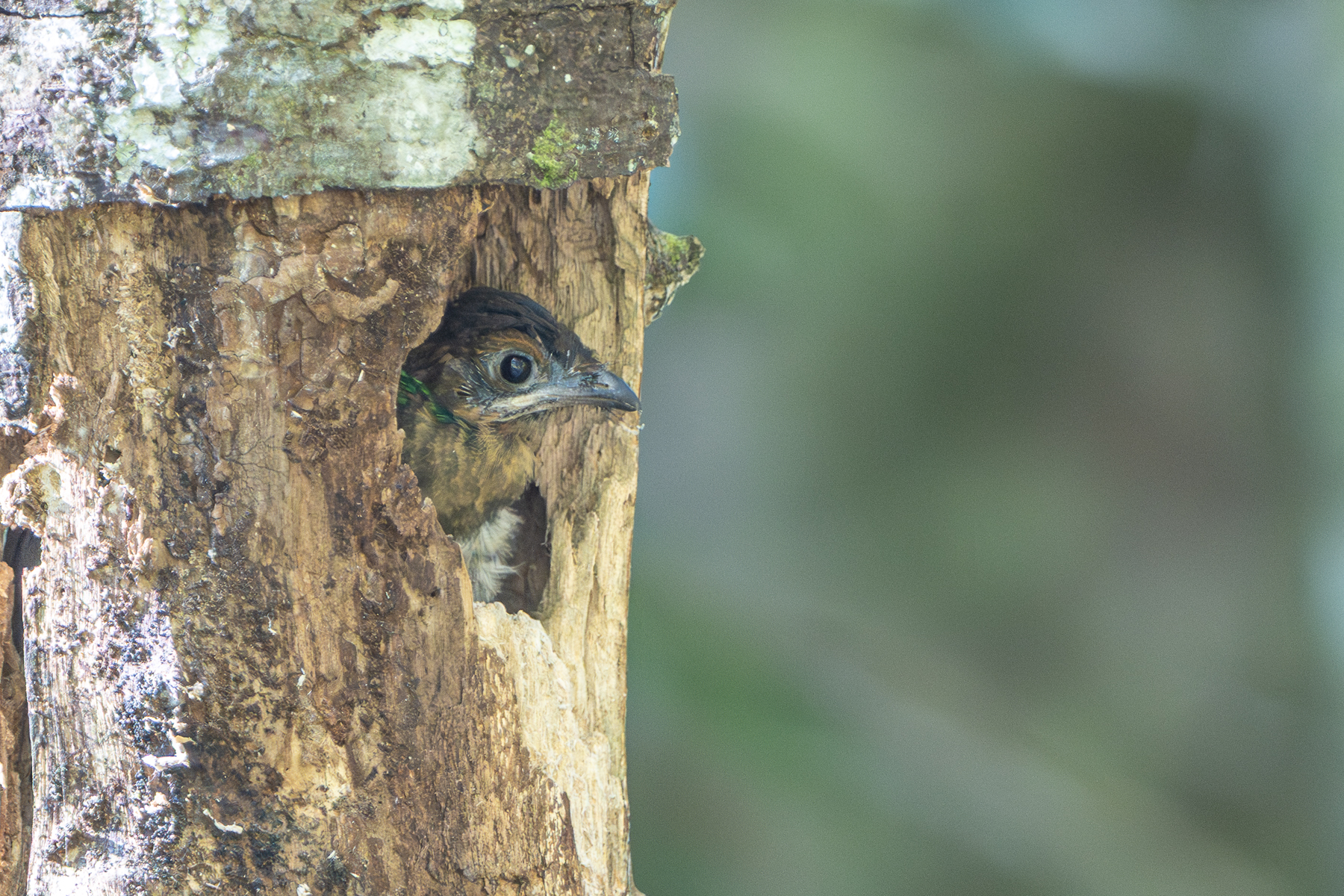 Parental care can pay off. This Resplendent Quetzal chick fledged the next day (image by Oliver Krueger)