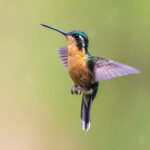 The female White-throated Mountain Gem looks totally different from the male, but is still a gem (image by Oliver Krueger)