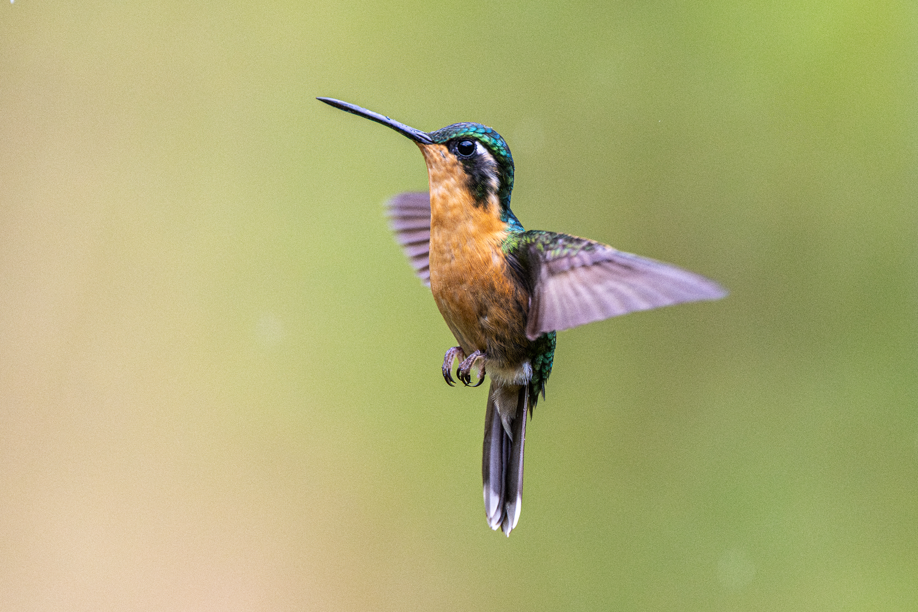 The female White-throated Mountain Gem looks totally different from the male, but is still a gem (image by Oliver Krueger)