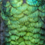 Hummingbird feathers are iridescent: they are dull, but covered with a structural layer of clear cells that act like a prism, reflecting beautiful colors under certain angles (image by Oliver Krueger)