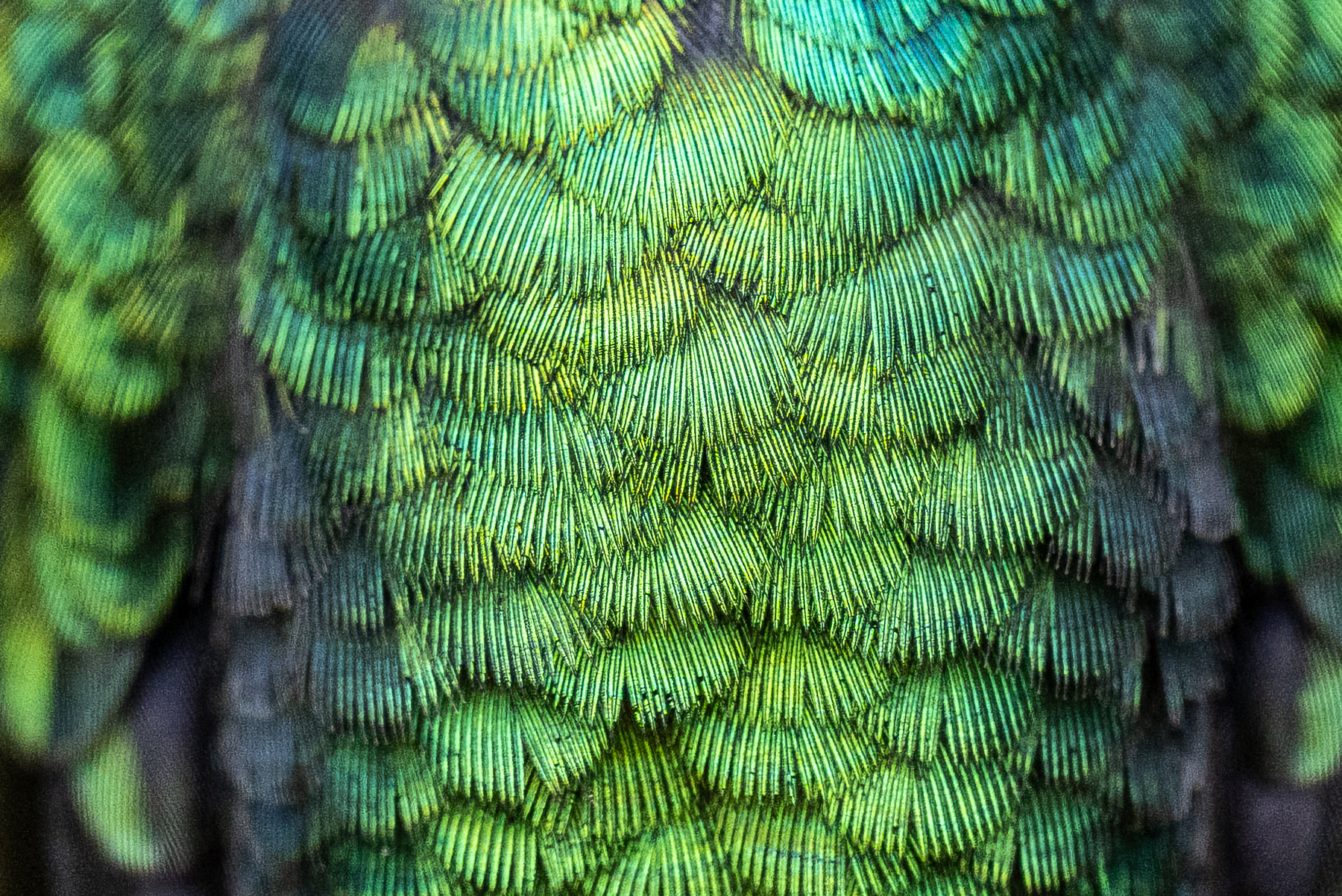 Hummingbird feathers are iridescent: they are dull, but covered with a structural layer of clear cells that act like a prism, reflecting beautiful colors under certain angles (image by Oliver Krueger)