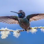 A Talamanca Hummingbird ready for take-off against blue sky (image by Oliver Krueger)