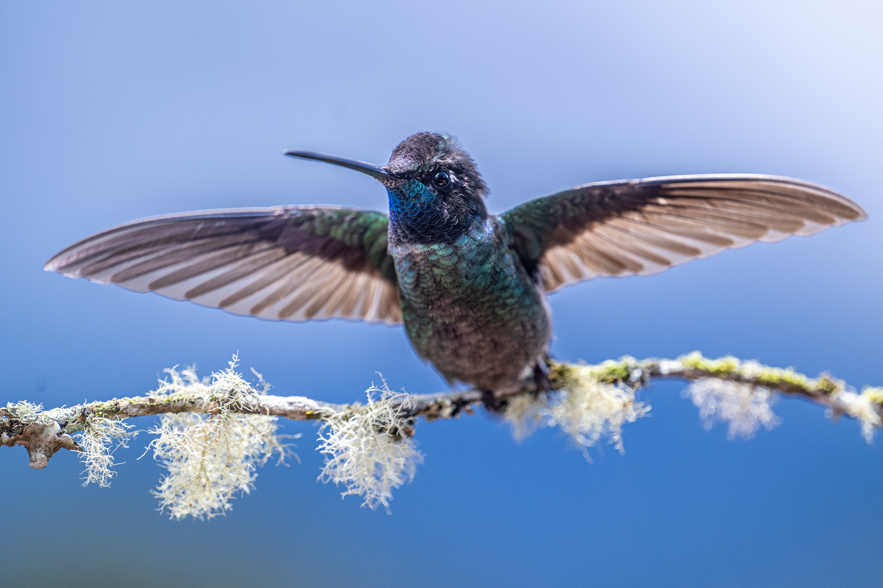 A Talamanca Hummingbird ready for take-off against blue sky (image by Oliver Krueger)