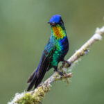 The famous and endemic Fiery-throated Hummingbird when light hits at the right angle (image by Oliver Krueger)