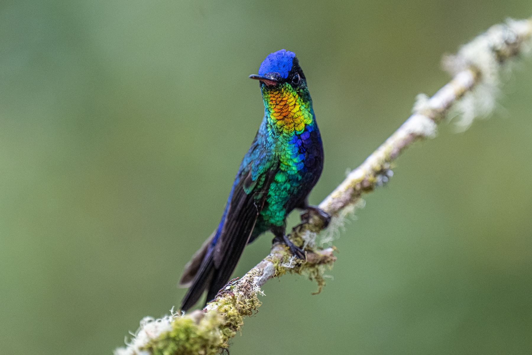 The famous and endemic Fiery-throated Hummingbird when light hits at the right angle (image by Oliver Krueger)