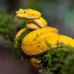 On a branch like this, it is hard to conceive how the yellow colouration could ever provide camouflage (image by Oliver Krueger)