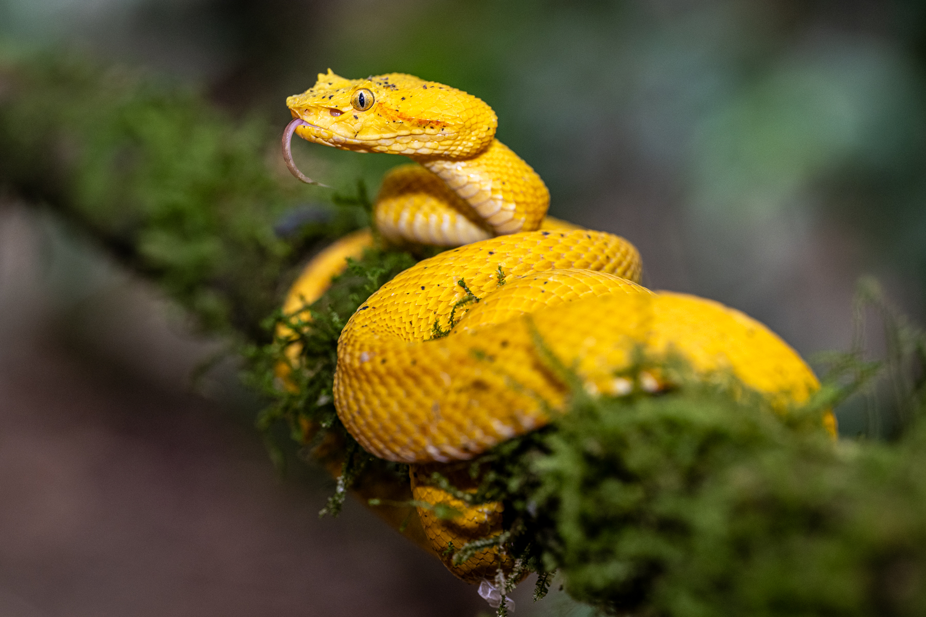 On a branch like this, it is hard to conceive how the yellow colouration could ever provide camouflage (image by Oliver Krueger)