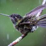 A Talamanca Hummingbird braves the rain and 