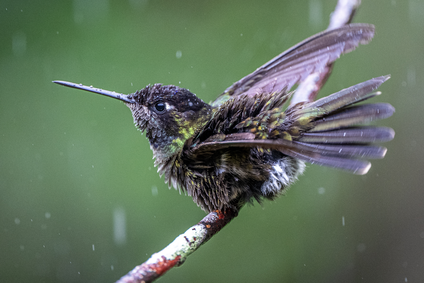 A Talamanca Hummingbird braves the rain and 