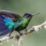 Fiery and feisty, a Fiery-throated Hummingbird spreading its tail as a threat disply (image by Oliver Krueger)