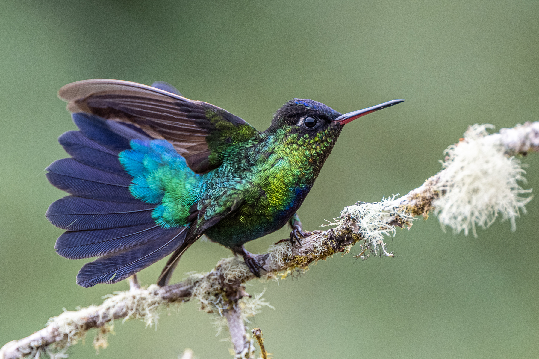 Fiery and feisty, a Fiery-throated Hummingbird spreading its tail as a threat disply (image by Oliver Krueger)