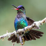 As another threat display, a Fiery-throated Hummingbird gapes at a competitor (image by Oliver Krueger)
