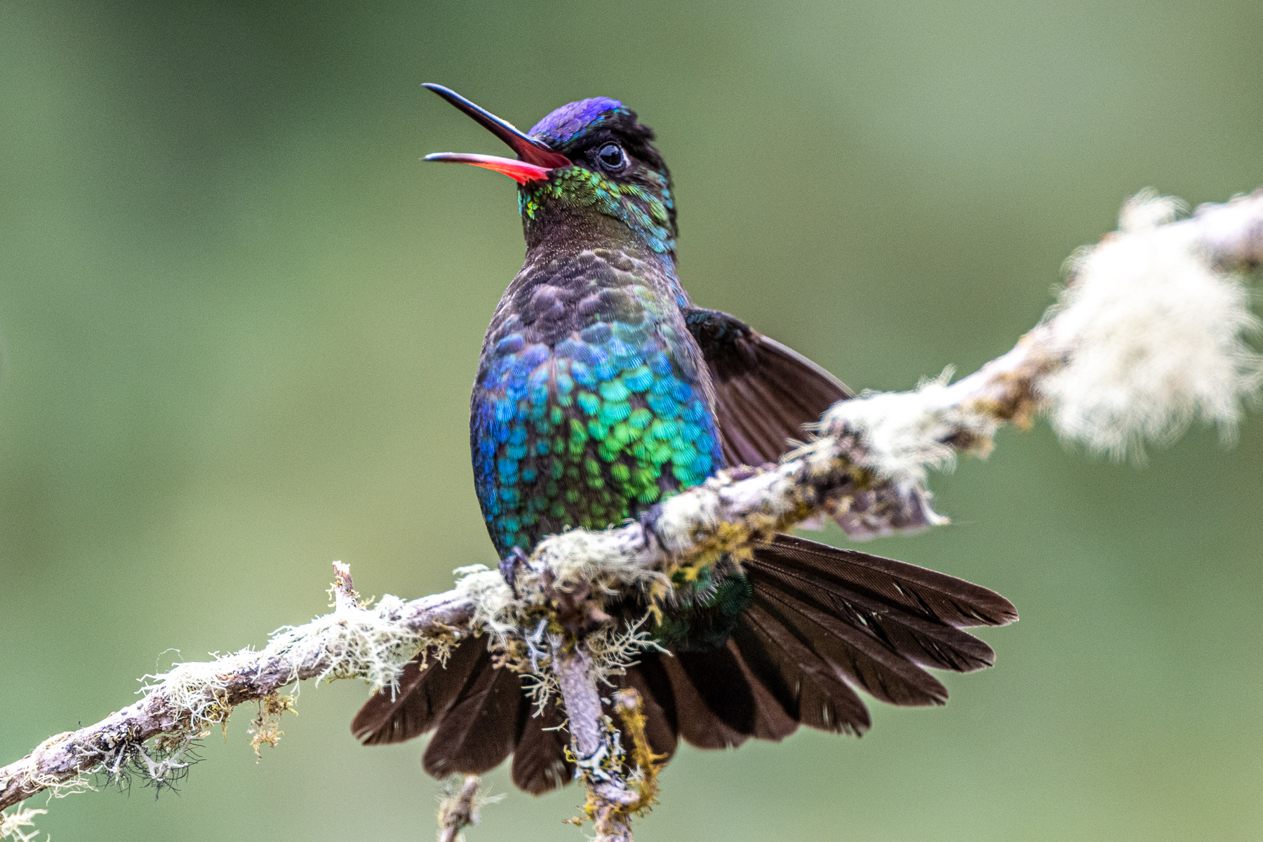 As another threat display, a Fiery-throated Hummingbird gapes at a competitor (image by Oliver Krueger)